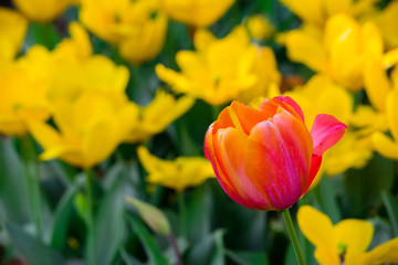 Red and yellow tulips; one red tulip stands alone in a field of yellow blooms.