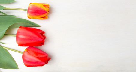 Red tulips on white wooden table