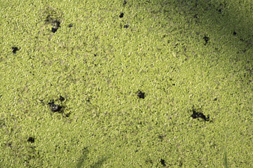 Duckweed