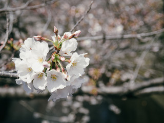 Obraz premium 桜の花