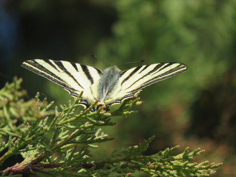 Iphiclides Podalirius (Papilionidi)