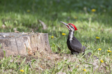 Pileated woodpecker at work