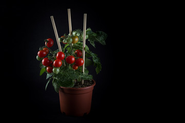 Single home cultivated organic cherry tomatoes tree with mini red fresh tomatoes hanging on it, planted in a brown pot with black background