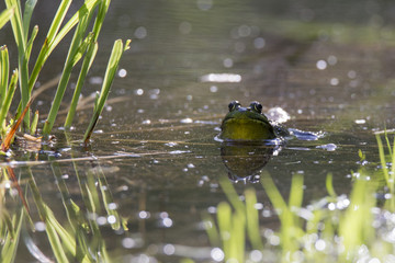Green Frog - Lithobates (Rana) clamitans melanota