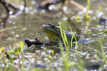 Green Frog - Lithobates (Rana) clamitans melanota