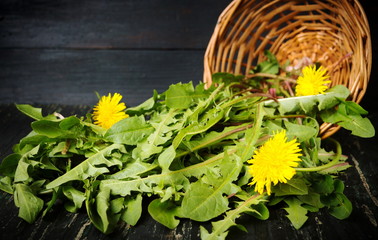 Dandelion leaves and flowers © creativefamily