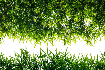 Back light bamboo leaves.