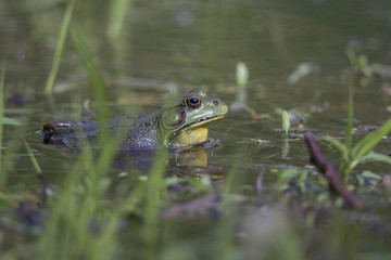 Green Frog - Lithobates (Rana) clamitans melanota