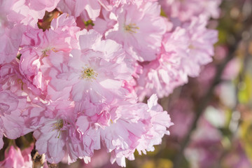 Zierkirschenblüten frisch erblüht im Frühlingslicht