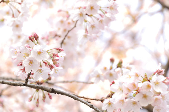 Japanese cherry blossom background