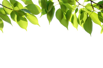 爽やかな青葉　白バック