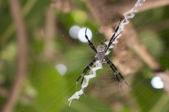 Black and white spider on net macro photo. Big spider in tropical forest.