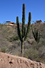 Little houses between cactus in the desert
