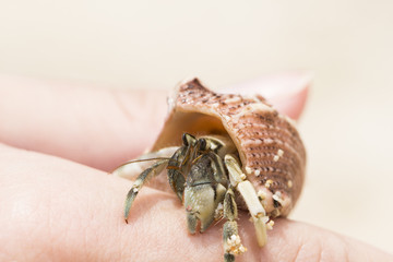 Hermit crab in pink sea shell macro photo. Shell with hermit crab in woman's hand.