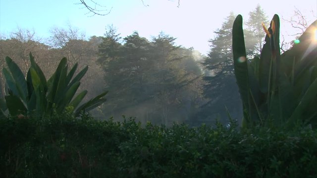 Sterlitza flower bushes in green park, sun beams through fog, dolly shot
