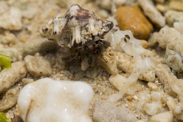 Hermit crab in sea shell macro photo. Shell with hermit crab on coral beach.