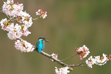桜に止まる翡翠