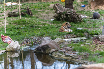 Siberian tiger relaxing in the sun on a patch of grass