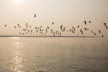 Birds in the morning light