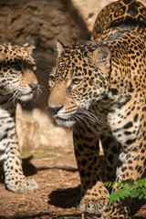 Fototapeta na wymiar Female Jaguar with young Jaguar