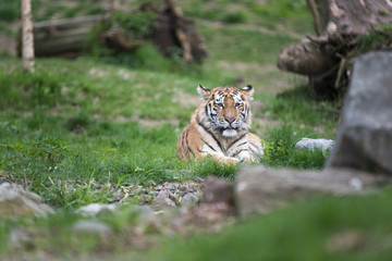 Siberian tiger relaxing in the sun on a patch of grass