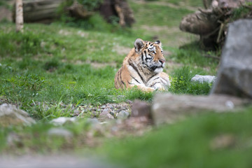 Siberian tiger relaxing in the sun on a patch of grass