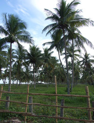 Palms