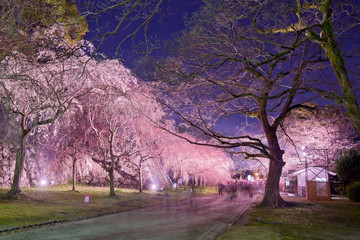 Naklejka premium 福岡城桜祭り