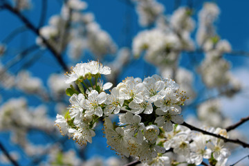 Flowers of white cherry blossoms on a spring day, Germany