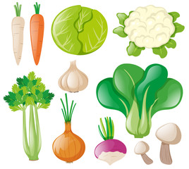 Different types of fresh vegetables