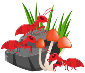 Naklejka premium Three red ants on the rock