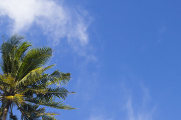 Coco palm tree on blue sky background. Sunny day on tropical island.
