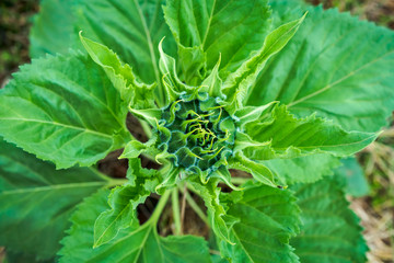Close-up of the green bud of a sunflower.