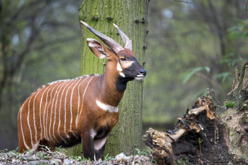 Horned African animal scanning its surroundings