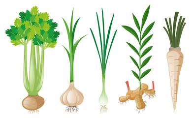 Different types of root vegetables