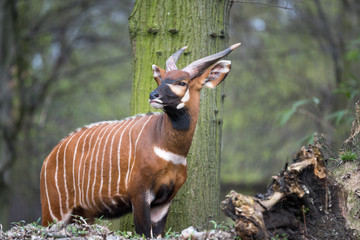 Horned African animal scanning its surroundings