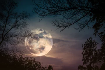 Afwasbaar Fotobehang Volle maan en bomen Silhouetten van droge boom tegen hemel en mooie super maan. Buitenshuis.