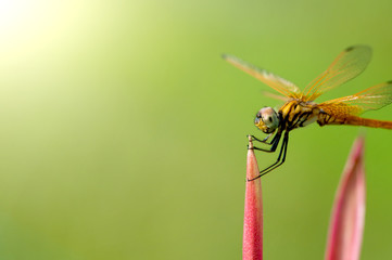 dragonfly cropped with copyspace