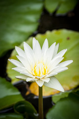 lotus flower in chiangmai thailand