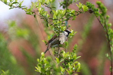 Obraz premium Wild hummingbird sitting on a tree