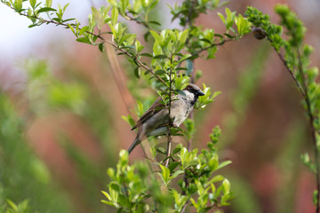 Wild hummingbird sitting on a tree