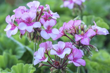 Fototapeta na wymiar Geranium Flower blooming colorful pink, white, purple, in the garden in spring weather greeted the beautiful new day