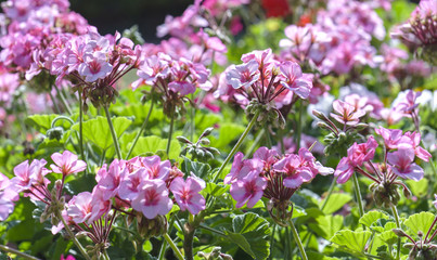 Obraz premium Geranium Flower blooming colorful pink, white, purple, in the garden in spring weather greeted the beautiful new day