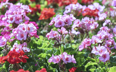 Geranium Flower blooming colorful pink, white, purple, in the garden in spring weather greeted the beautiful new day