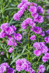 Daisies bloom in the garden on a sunny morning