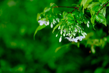 Fototapeta premium small white flower with green leaf backround