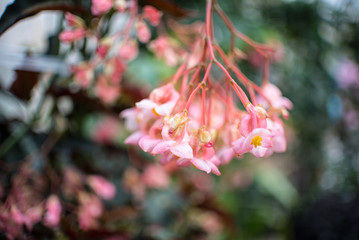 Pink Flowers with blurred background 