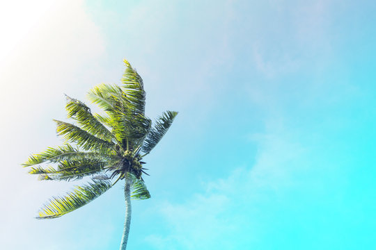 Coco palm tree on turquoise sky background. Sunny day on tropical island.