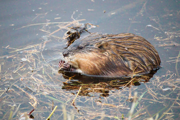 Muskrat eating grass in water