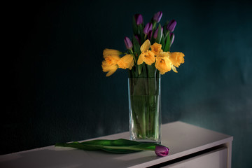 yellow daffodil flowers with purple tulip blooming in vase with green wall.